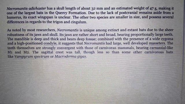 Largest Cenozoic Bats part 1 смотреть онлайн