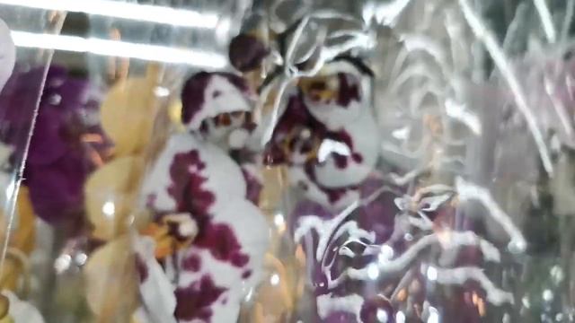 Леруа:ПОТРЯСАЮЩИЙ привоз ОРХИДЕЙ! 21.06.24Леруа МерленСамараКосмопорт ул. Дыбенко30.