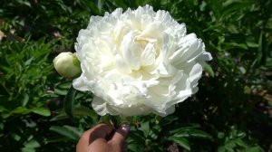 пион Галина Уланова -  Куполян С.Д., 1957, СССР.