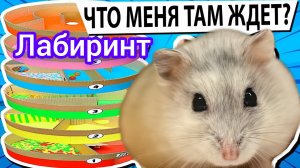 Небольшой лабиринт для джунгарского хомячка🐹
