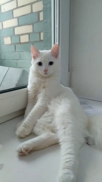 очень удобно же сижу #счастье #любимые #любовь #милота #питомцы #котейка #shorts смотреть онлайн