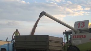 Уборка Пшеницы 2019 | Комбайном CLAAS LEXION 480