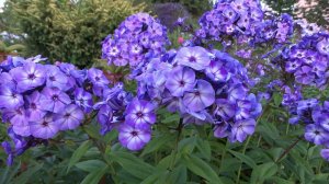 Флокс ВИЙ - обзор, описание, цветение, отзыв.