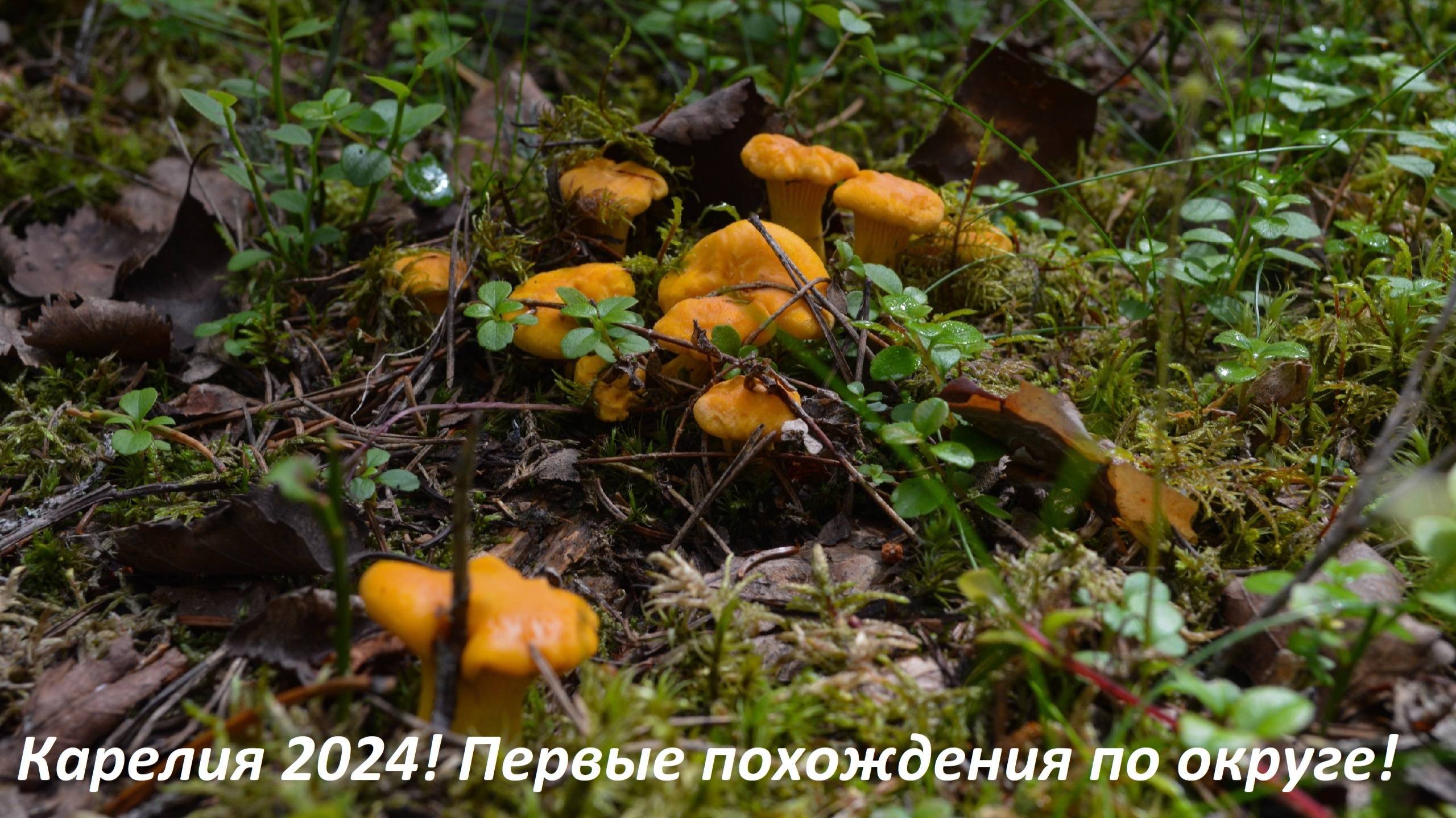 Карелия 2024! Первые похождения по округе! Отпуск начался! Снова северные каникулы! Первые Лисички!