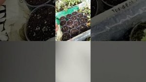 26.4.25г обзор теплицы