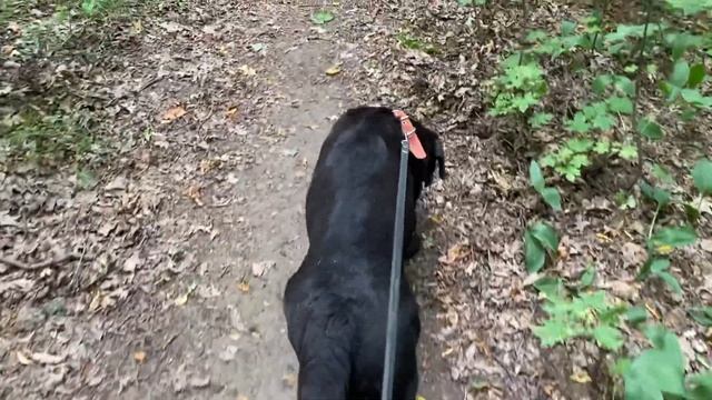 Мои питомцы: Прогулка с лабрадорами и шпицем по лесу/22.07.22 смотреть онлайн