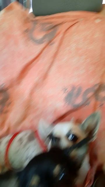 на прием к ветеринару СимферопольКрым Кастропуло мини собачки чихуахуа