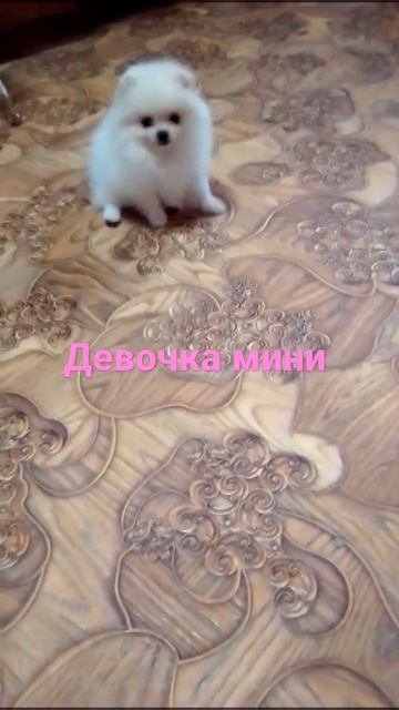 девочка мини шпиц ,окрас кремовый 8-909-464-35-25