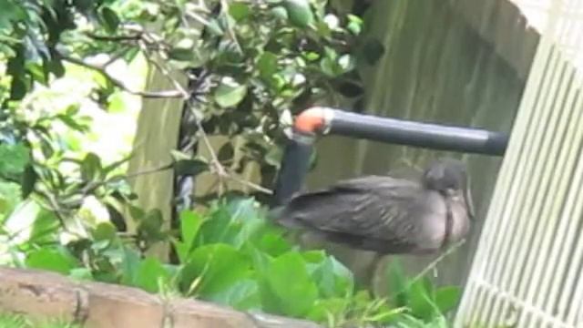 Hamerkop смотреть онлайн