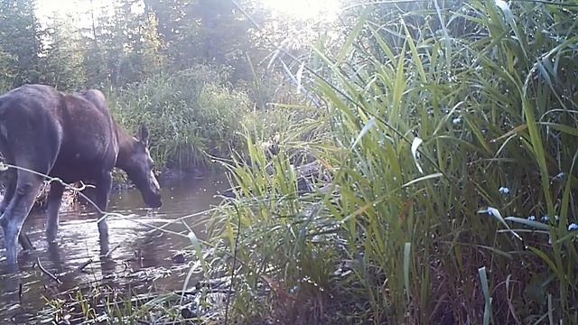 Лосиха 22 07 20 смотреть онлайн