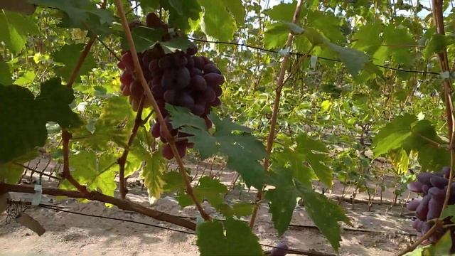 Байконур 0662571710