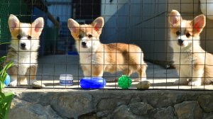 Троица корги май 2025