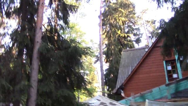 Сосны, ёлки, прохлада смотреть онлайн