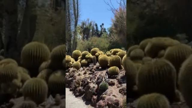 Saguaro National Park Национальный парк Сагуаро#saguaro #park #tropical #music #экзотика #природа смотреть онлайн