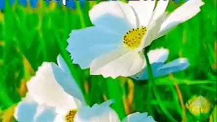 МАЙ--ДЕВА-таро