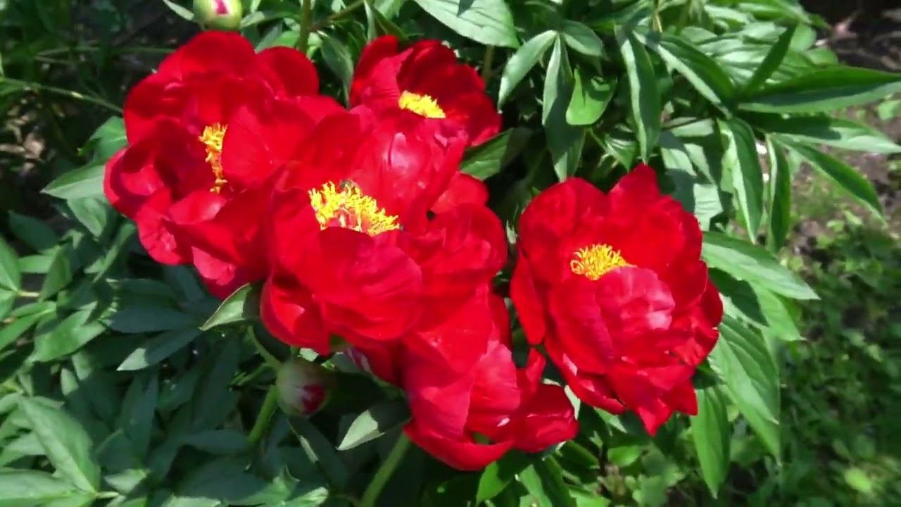 Пион Ред Ред Роуз. - Red Red Rose Оригинатор: Saunders, 1942, смотреть онлайн