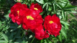 Пион Ред Ред Роуз. - Red Red Rose Оригинатор: Saunders, 1942,