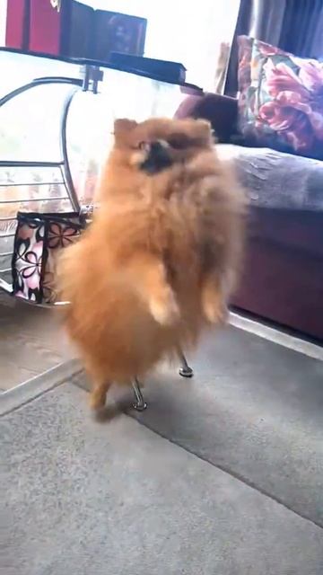 Медвежонок шпиц 😊