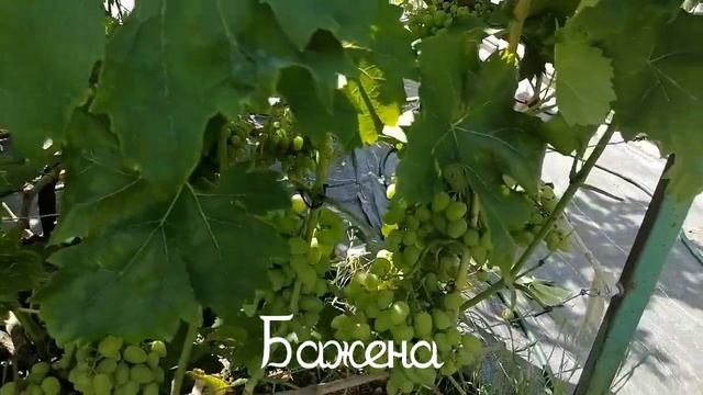 Обзор виноградника на 31 июля 2024