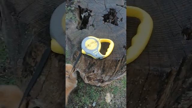 Реакция шпица на то что,я отпустила поводок 🐶Напугала Лучика?🥺Впервые пустила домой без поводка 😁 смотреть онлайн