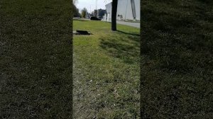 Приятная утренняя прогулка перед тренировкой