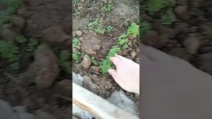 Обзор моей теплицы/ конец апреля