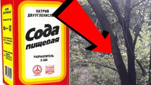 Как избавиться от дерева За 3 Секунды!