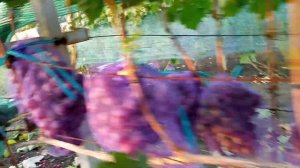 АЛЬЯНС . Ещё одна не новая но очень классная форма Калугина В.М.