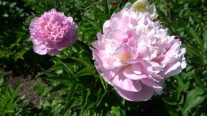 Необыкновенный пион "Дашенька" Ларисы Скакодуб