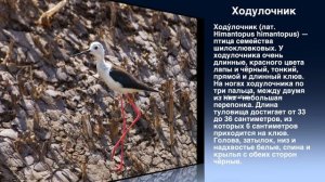 ЖИВОТНЫЙ МИР