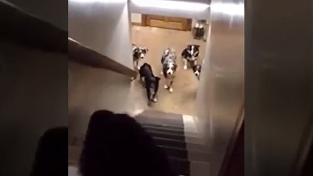 Собачий имена на казахском. смотреть онлайн