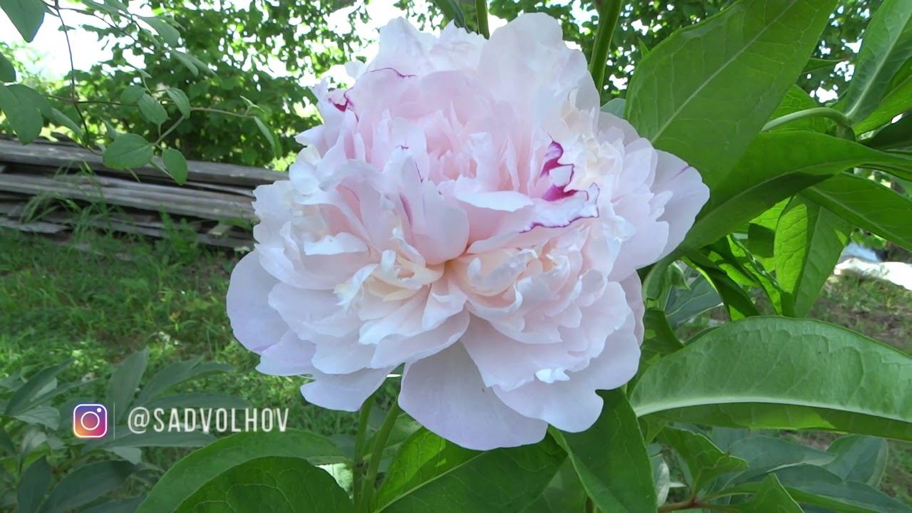 Пион УТРО РОДИНЫ обзор, описание, цветение, отзыв смотреть онлайн