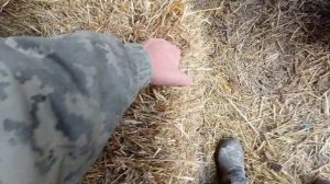 Все буде 🇺🇦 Ячмінна солома для свиней// Які повинні бути тюки соломи ⚠️⚠️⚠️