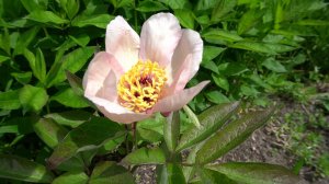 Пион Фан Тан. Paeonia Fan Tan - Japan/Smirnow, 1954, Япония/США