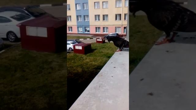 Одинокий голубь на карнизе за окном Белгород