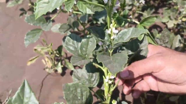 Jay Parivartan India Product nu Guar ma Result. contact no.9925996693 смотреть онлайн