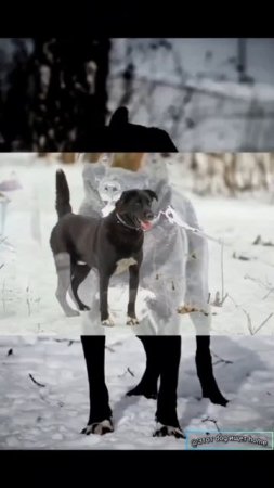 Друг на век