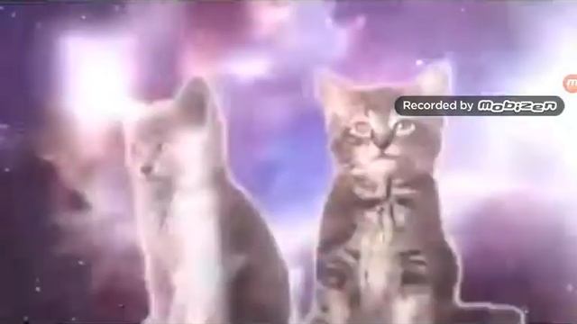 Коты поют смотреть всем смотреть онлайн