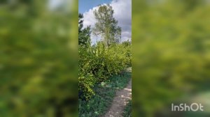 Цветение - короткое мгновение!