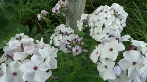 Флокс метельчатый ‘Очаровательные Глазки’ ( ‘Ocharovatelnie Glazki’). ... В.Н. Хватова, 1998,