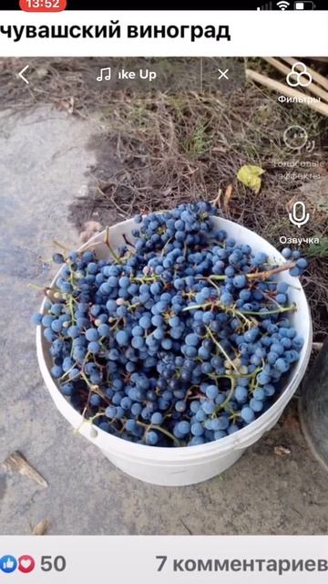 Чувашский виноград смотреть онлайн