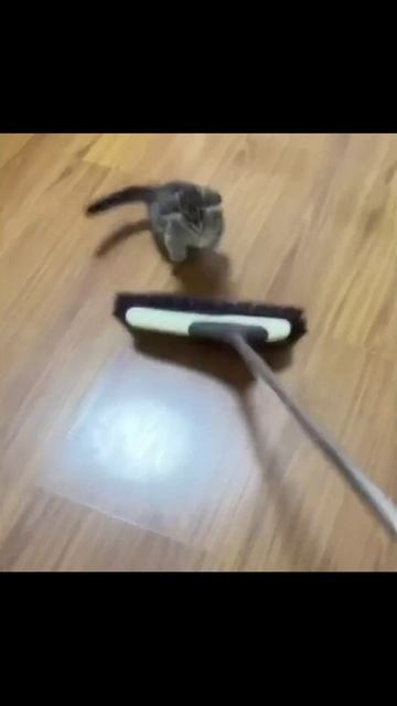 Котики (27) смотреть онлайн