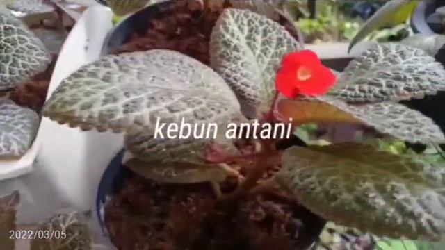 Episcia Chocolate Shimmer смотреть онлайн