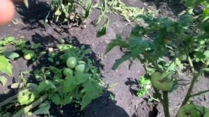 Мои низкорослые томаты и гномы.