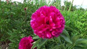 Пион ИСКРА НАДЕЖДЫ / Paeonia ISKRA NADEZHDY - ОБЗОР, ОПИСАНИЕ, ЦВЕТЕНИЕ, ОТЗЫВ