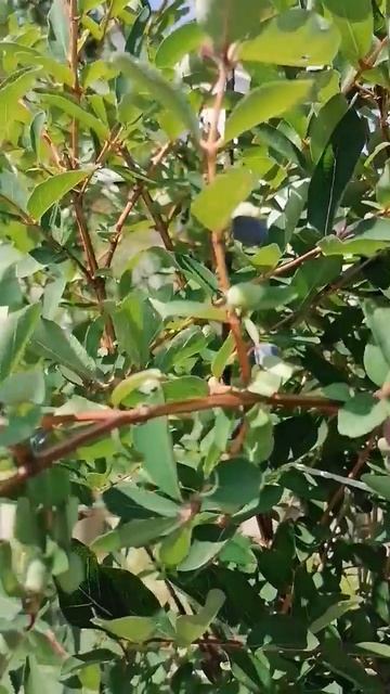 Жимолость канадская. Шикарно растёт! смотреть онлайн