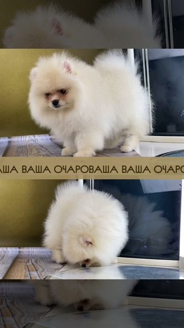 Шпиц Мила дочь Нади