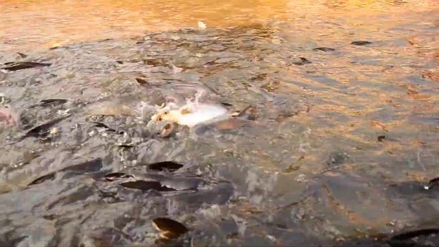 Кормление рыб в местном канале смотреть онлайн