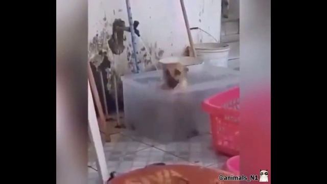 Приколы с озвучкой. ССЫЛКА В ОПИСАНИИ!