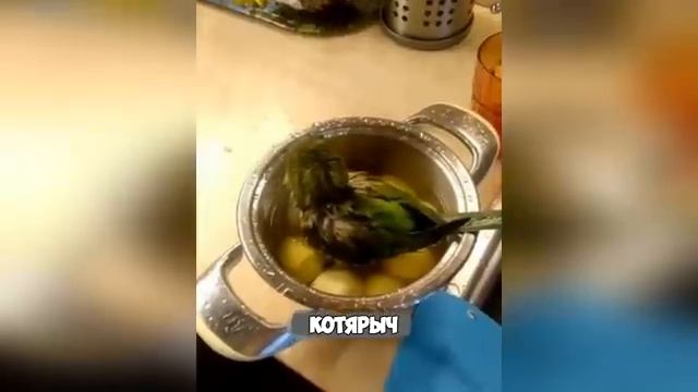 БЕЗ_КОТА_И_ЖИЗНЬ_НЕ_ТА!😎СМЕШНЫЕ_ЖИВОТНЫЕ😂